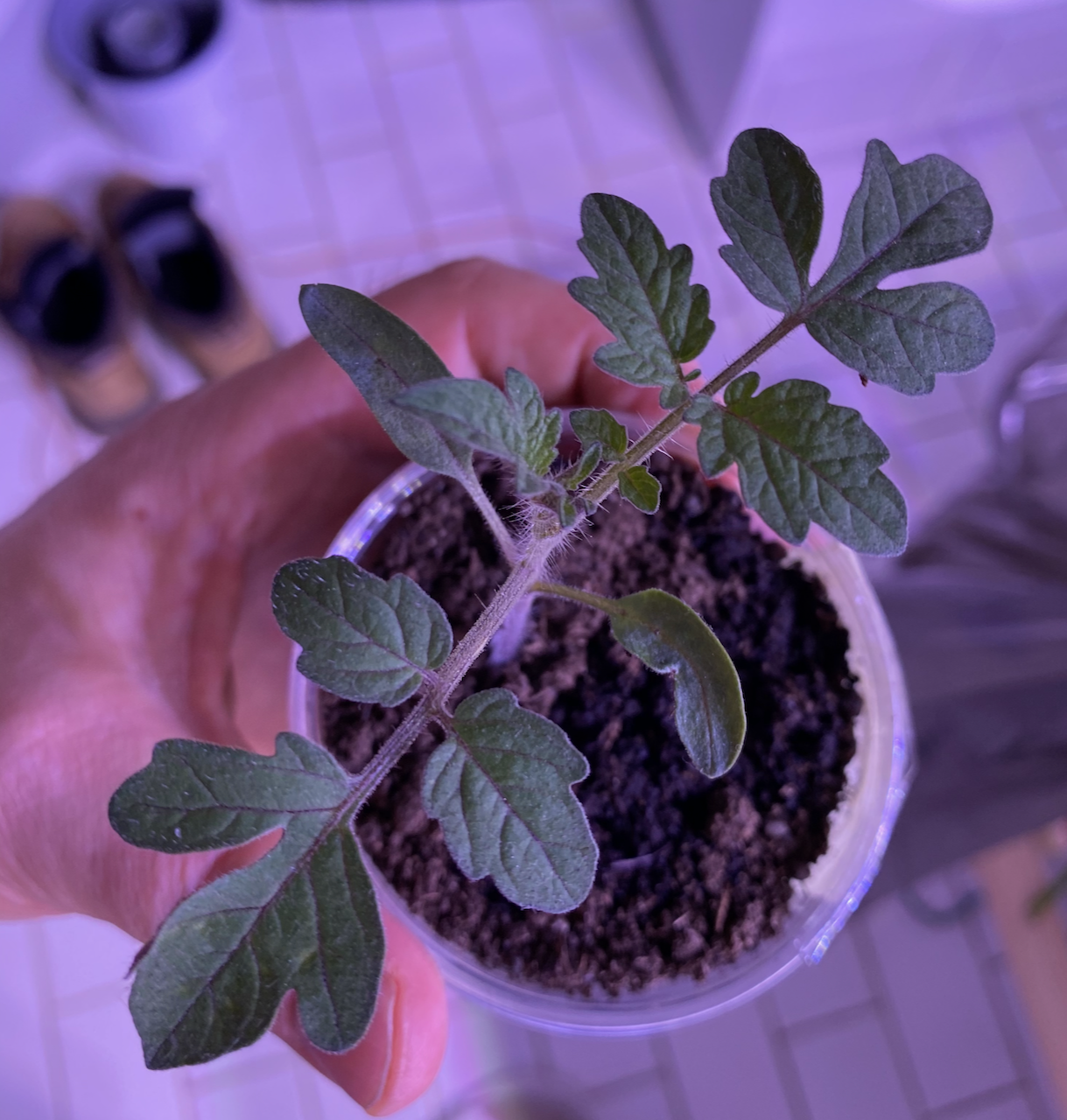 Robuste tomatplanter fra frø:  kuldebehandling