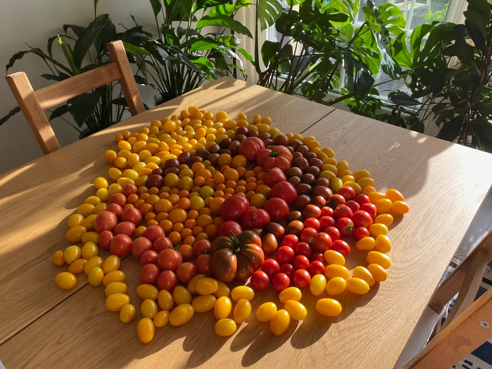 Teaming up with nature: The tomato revolution